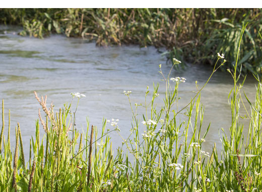 Río Segura